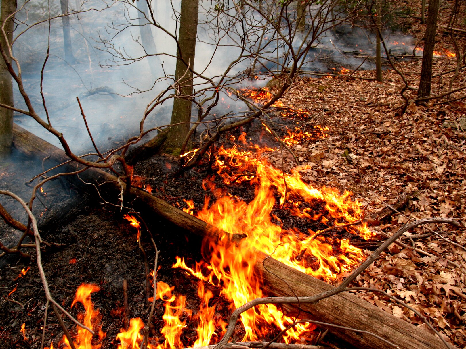 Forest fire